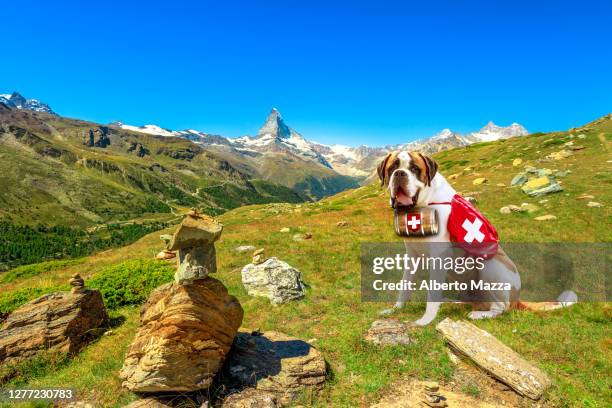 st. bernard dog in switzerland - wilderness rescue stock pictures, royalty-free photos & images