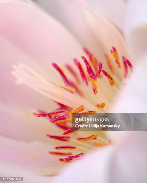 Bitterroot Roots Bitter Roots Photos and Premium High Res Pictures - Getty Images