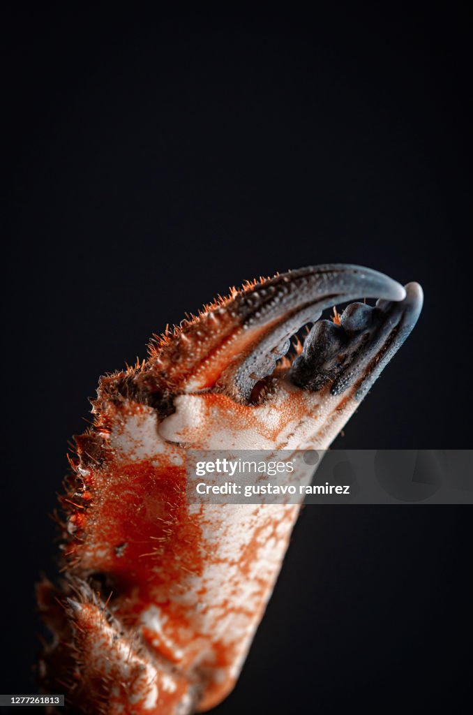 Crab claws