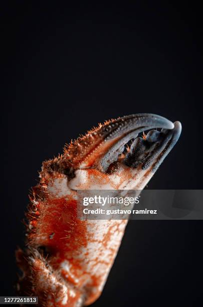 crab claws - crab legs stock pictures, royalty-free photos & images