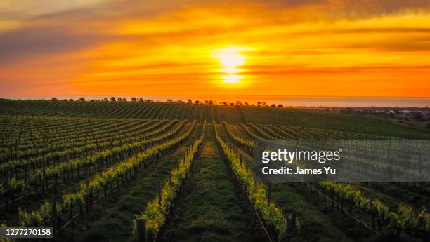vineyard sunset - adelaide stockfoto's en -beelden