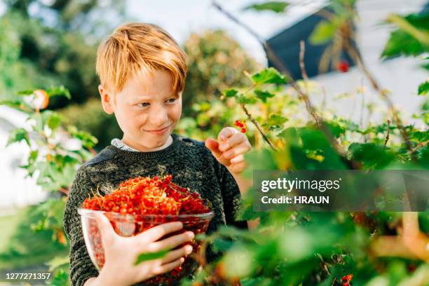 junge pflücken bio rote johannisbeeren im hinterhof - johannisbeere stock-fotos und bilder