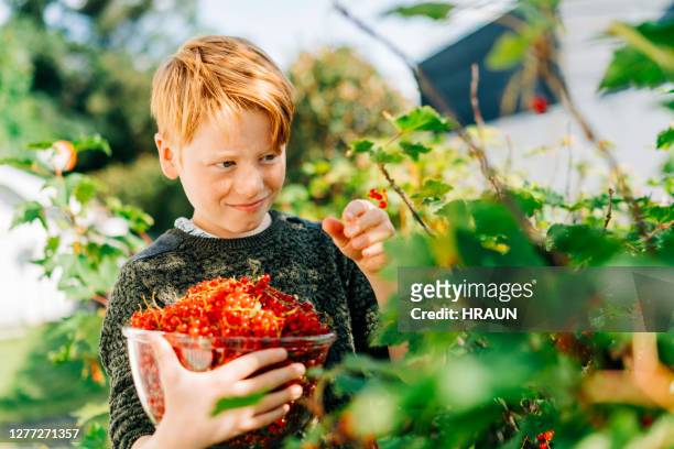 boy picking organic red currants in backyard - currant fruit stock pictures, royalty-free photos & images