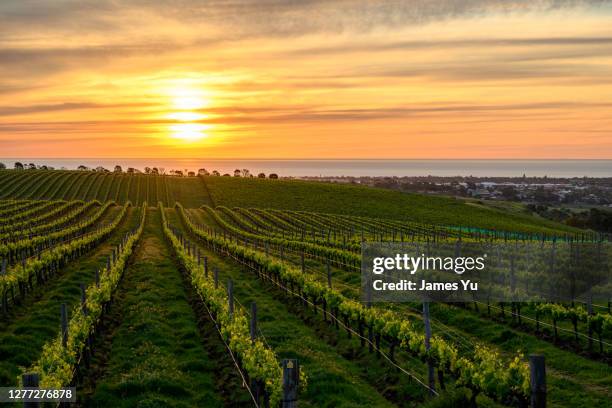 vineyard sunset - sunset vineyard stock pictures, royalty-free photos & images