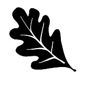 Oak Leaf vector illustration icon in black simple design silhouettes on white background. Black white logo vector illustration.