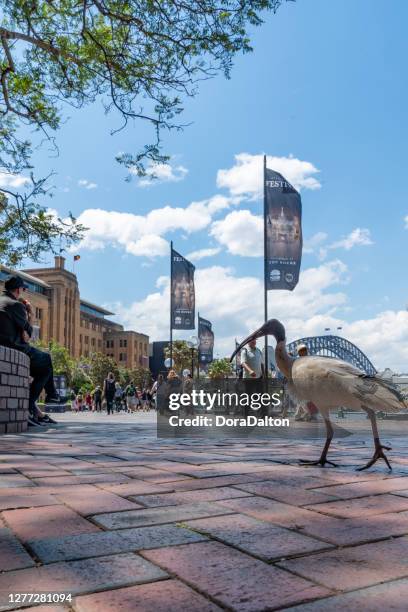 ibis die op de straat van cirkelkade, sydney, australië loopt - ibis stockfoto's en -beelden