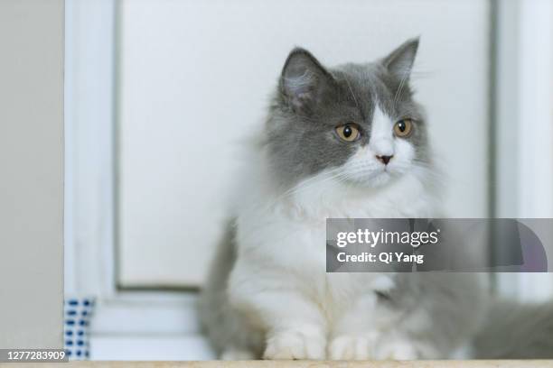 portrait of cute kitten - munchkin cat bildbanksfoton och bilder
