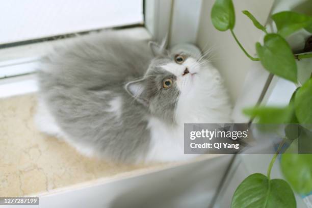 cute napoleon kitten - munchkin cat bildbanksfoton och bilder