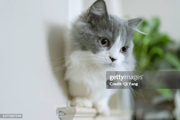 cute napoleon kitten - munchkin kitten bildbanksfoton och bilder
