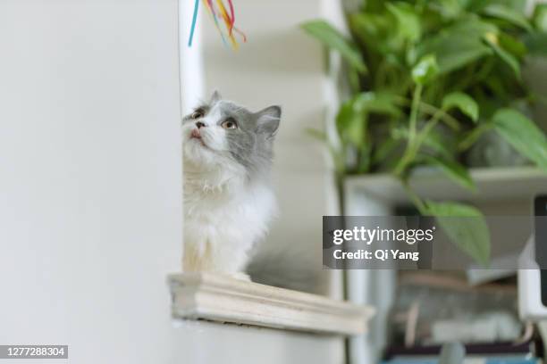cute napoleon kitten - munchkin cat bildbanksfoton och bilder