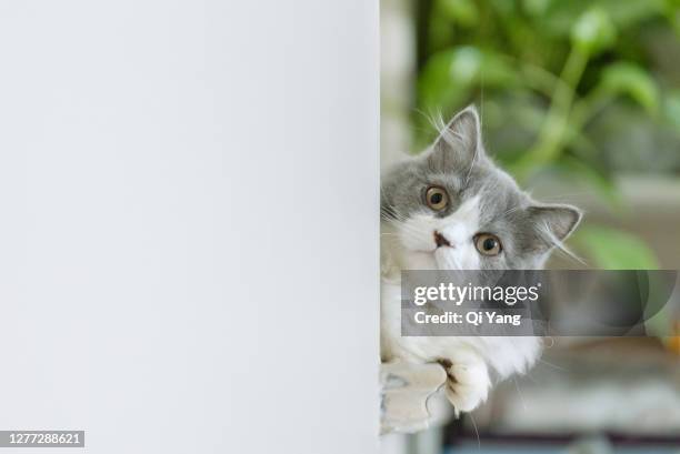 portrait of cute kitten - munchkin kitten bildbanksfoton och bilder