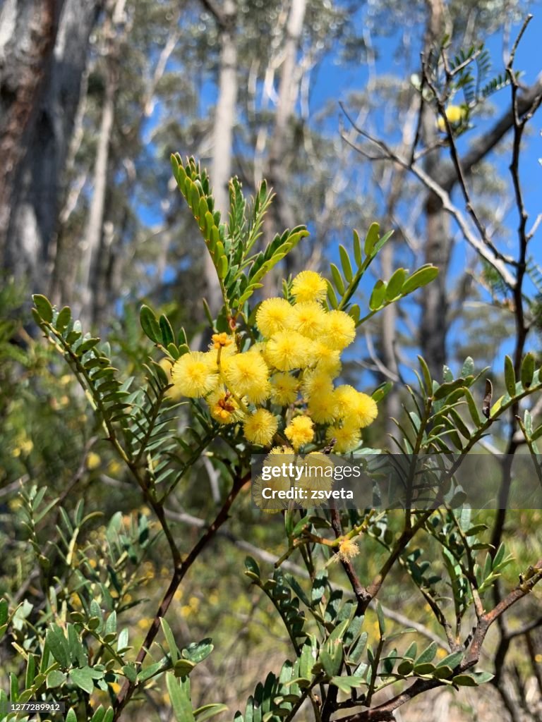 Golden Wattle Acacia growing in Australian bushland