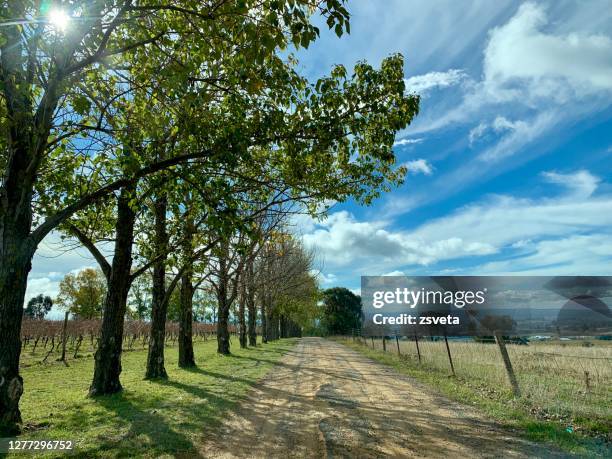 wine region in orange, new south wales - vineyard new south wales stock pictures, royalty-free photos & images