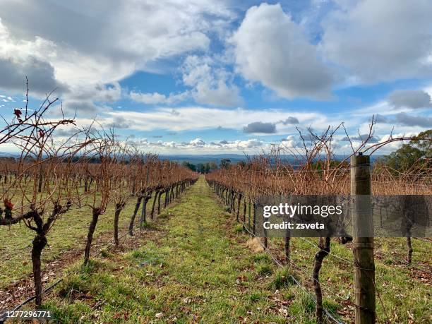 wine region in orange, new south wales - vineyard new south wales stock pictures, royalty-free photos & images