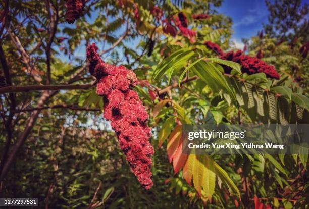 staghorn sumac (rhus typhina) red fuzzy berries - sumac stock pictures, royalty-free photos & images