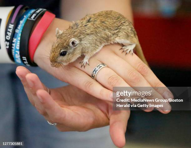 Gerbil available for adoption explores hands during the Holding out for a Hero event at the MSPCA at Nevins Farm on August 17, 2019 in Methuen,...