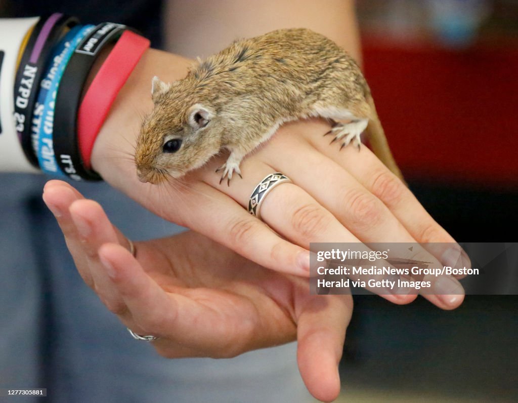 METHUEN, MA. - AUGUST 17: A gerbil available for adoption explores hands during the Holding out for a Hero event at the MSPCA at Nevins Farm on August 17, 2019 in Methuen, Massachusetts. (Photo By Mary Schwalm/MediaNews Group/Boston Herald)
