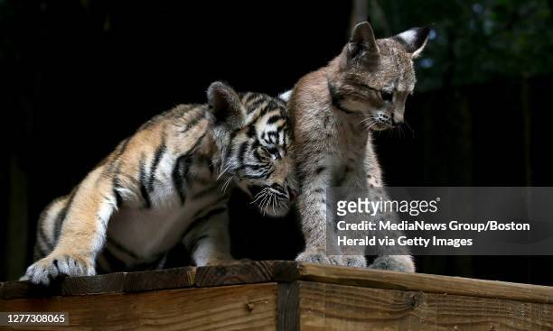 Doby" , a 13-week-old lynx and a 13-week-old Bengal tiger are best friends at the King Richard's Faire on August 29, 2019 in Carver, MA. The tiger is...
