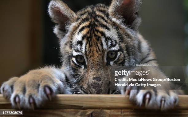 Week old Bengal tiger shows off his big paws at the King Richard's Faire on August 29, 2019 in Carver, MA. The tiger is still unnamed and they're...