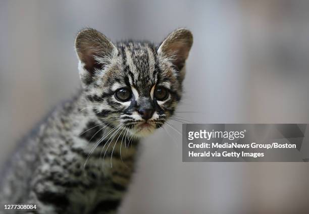 Scamper", a 10-week-old Geoffroy's cat , who weighs in at about 2lbs and will only get to about 6lbs when full grown, plays on stage at the King...
