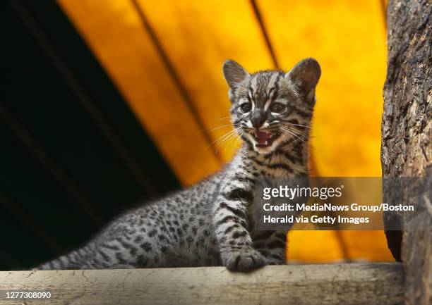 Scamper", a 10-week-old Geoffroy's cat , who weighs in at about 2lbs and will only get to about 6lbs when full grown, plus on stage at the King...