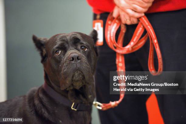 Mike Defina of the Animal Rescue League of Boston holds a female Cane Corso who was rescued from a Middleboro kennel during a press conference on...