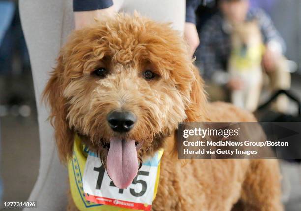 Golden doodle named Jameson Finn, of Framingham, looks on at Dogtoberfest at Harpoon on October 6, 2019 in Boston, Massachusetts.