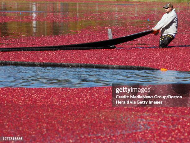 James Bailey, of Beaton's Cranberry Growers Service in Wareham, pulls a boom around floating cranberries as he corrals about 10,000 pounds of them...