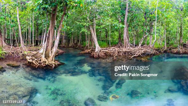 jungle river in thapom mangrove forest - mangroves stock pictures, royalty-free photos & images