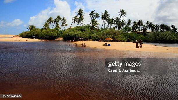 imbassai on the coast of bahia - projeto tamar stock pictures, royalty-free photos & images
