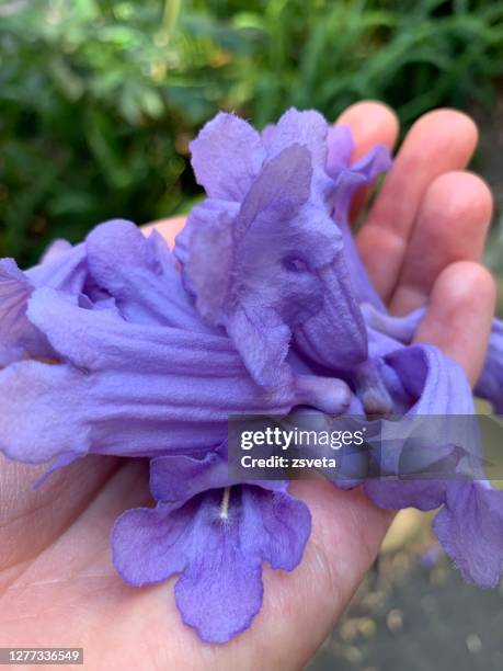 holding purple tender jacaranda blooms in your hand - jacaranda tree stock pictures, royalty-free photos & images