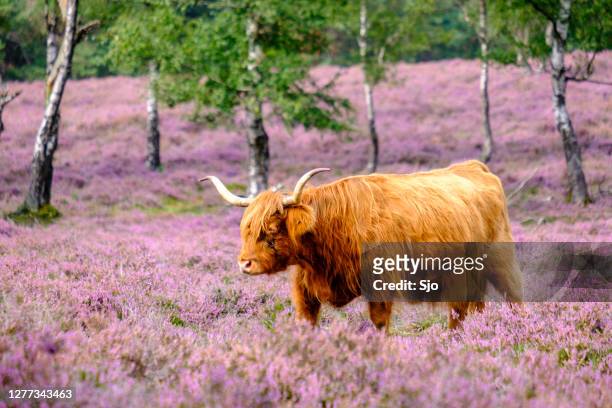 schottisches hochlandvieh in einem blühenden heidefeld während eines sommertages - veluwe stock-fotos und bilder
