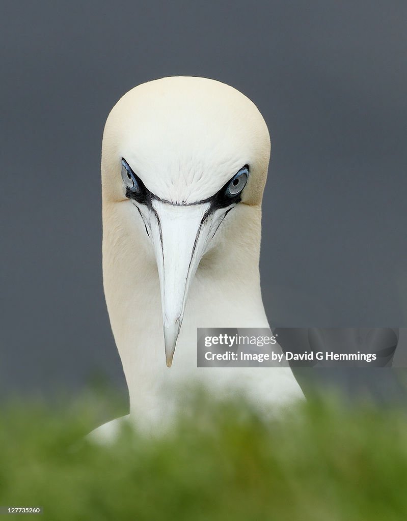 Close up of Gannet