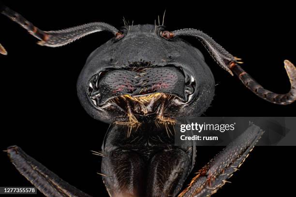 Ant Microscope Slides 60 Ants In The Skin Stock Photos, High-Res Pictures, and Images - Getty ...