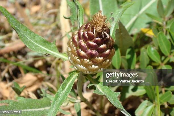 pinecone thistle (leuzea conifera) - conifera stock-fotos und bilder