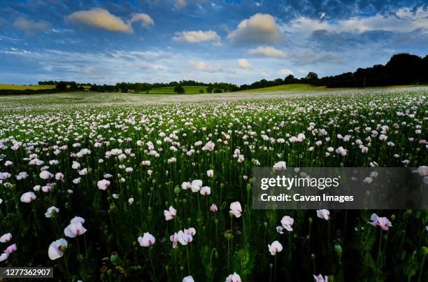 field of white poppys & blue sky - winchester hampshire stock pictures, royalty-free photos & images