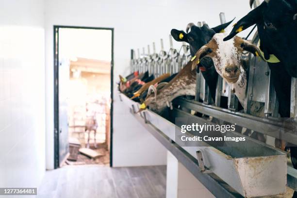 Animal Breeding Machine 179 Breeding Machine Stock Photos, High-Res Pictures, and Images ...