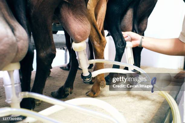 179 Breeding Machine Stock Photos, High-Res Pictures, and Images ...