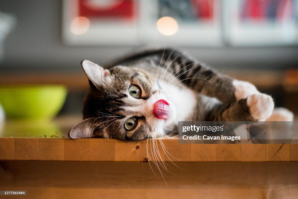 Cat laying on his side on the kitchen table licking his lips