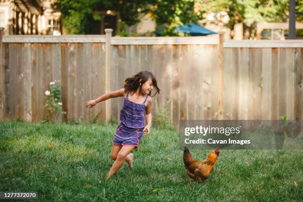 a happy child plays barefoot with a chicken in her backyard garden - nutztier oder haustier stock-fotos und bilder