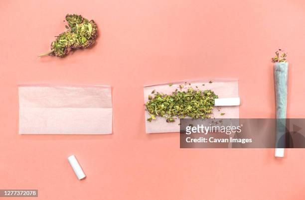 steps and materials to roll a marijuana joint on pink background. - rolar imagens e fotografias de stock