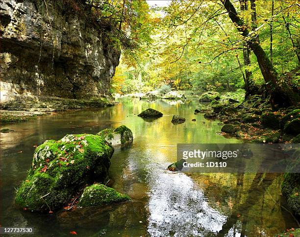 stream in forest - kanton waadt stock-fotos und bilder