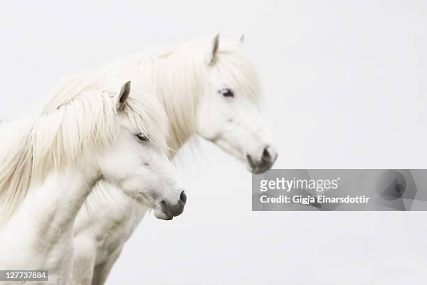 side face of two white horse - horse studio stock-fotos und bilder