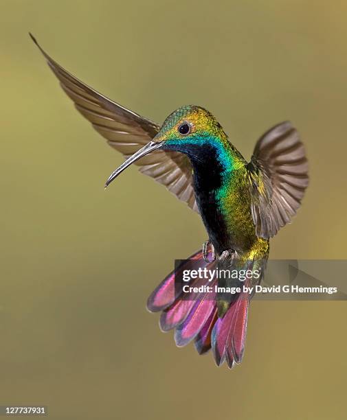 colorful humming bird - hummingbirds stockfoto's en -beelden