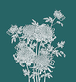 Bunch of Japanese flower chrysanthemum. Outline drawing ink style. Illustration luxury design. Monochrome graphic.