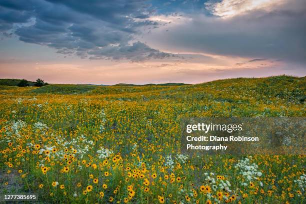 pink sunset and dramatic clouds over a field of wild sunflowers along highway 20 in northern nebraska near valentine - región central de eeuu fotografías e imágenes de stock