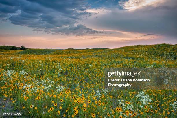 pink sunset and dramatic clouds over a field of wild sunflowers along highway 20 in northern nebraska near valentine - nebraska stockfoto's en -beelden