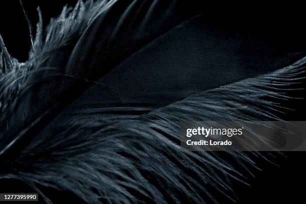 background image of a black feather - black feather stock pictures, royalty-free photos & images