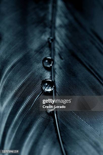 sfondo immagine di gocce d'acqua su una piuma nera - piuma foto e immagini stock