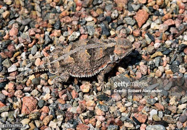Well-camouflaged horny toad, also known as a horned lizard, in the American Southwest desert.